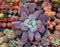 Echeveria 'Linguas' 8" Extremely Large Succulent Plant