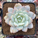 Echeveria 'Derenbergii' x 'Laui' 3" Powdery Succulent Plant