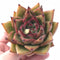 Echeveria Agavoides Mundy Specimen 4” Rare Succulent Plant