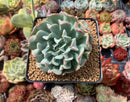 Echeveria 'Fly to the Sky' (Not E. Topsy Turvey) 3"-4" Cluster Succulent Plant