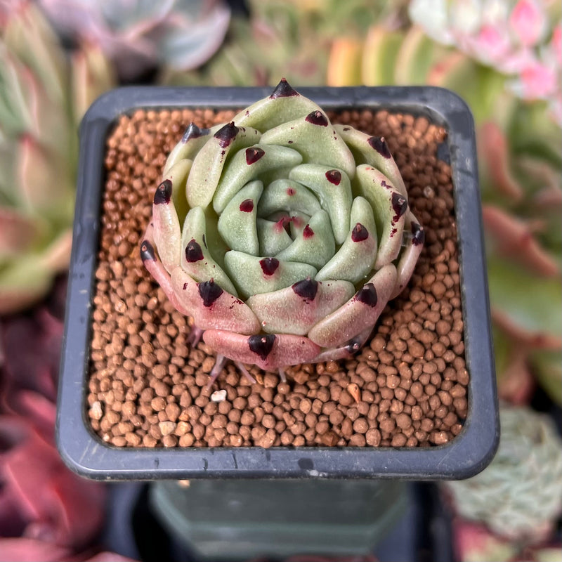 black cat succulent Echeveria Agavoides 'Black Cat' 1" Succulent Plant