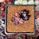Echeveria 'Black Raccoon' 1" Succulent Plant