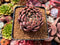 Echeveria Agavoides 'Magic Plot' 2"-3" Succulent Plant