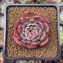 Echeveria 'Jetta' 1" Succulent Plant
