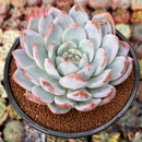 Echeveria 'Laui' x 'Lindsayna' 4" Powdery Succulent Plant
