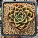 Echeveria Agavoides 'Walshire' 2"-3" Succulent Plant