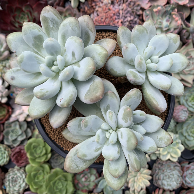 cvs succulents Pachyphytum cv 'Frevel' 5