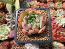 Echeveria 'Black Panther' 2" Succulent Plant