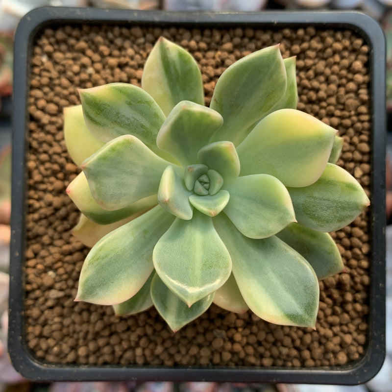 pretty in pink succulent Echeveria 'Pretty in Pink' Variegated 2