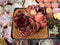 Echeveria Agavoides 'La Vie en Rose' 3" Cluster Succulent Plant