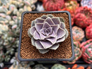 Echeveria Diffractens 1" Succulent Plant