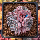 Echeveria 'Purple Lydia' 2" Cluster Succulent Plant