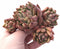 Echeveria Agavoides Ebony Hybrid Cluster 5” Rare Succulent Plant