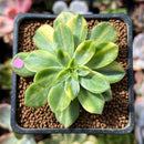 Echeveria 'Bob Jolly' Variegated 1"-2" Succulent Plant
