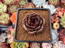 Echeveria 'La Rose' 1" Succulent Plant