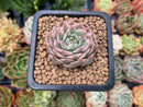 Echeveria 'Margaret' Variegated 1" Small Succulent Plant