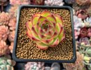 Echeveria Agavoides 'Moonstone' 2" Succulent Plant