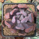 Echeveria 'Cupid' 2" Succulent Plant