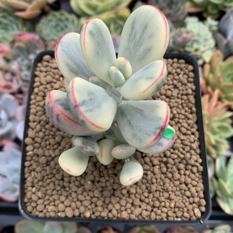 Cotyledon 'Orbiculata' Variegated 3
