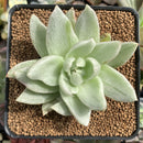 Echeveria Agavoides 'Saint Louis' Variegated 4" Succulent Plant