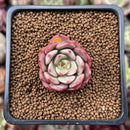 Echeveria 'Belladona' 1" Succulent Plant