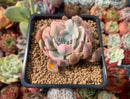 Echeveria 'Holwayi' Variegated 2" Succulent Plant