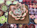 Echeveria 'Orange Champaign' 2" Succulent Plant