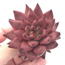 Echeveria Agavoides 'Sirius' 3” Succulent Plant