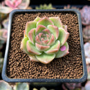 Echeveria 'Malgan' 1" Succulent Plant