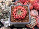 Echeveria 'Scarletta' 1" Succulent Plant