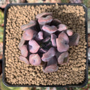 Echeveria 'Cupid' 2" Succulent Plant