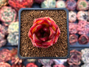 Echeveria Agavoides 'Lip Stick' 2" Succulent Plant