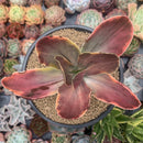 Echeveria 'Fimbriata' Variegated AKA 'Fasciculata' 5" Succulent Plant