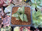 Haworthia 'Tessellata' 1" Succulent Plant