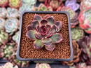 Echeveria 'Fushike' 2" Succulent Plant