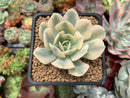 Echeveria Runyonii Variegated (Aka Echeveria 'Akaihosi' Variegated) 2" Succulent Plant