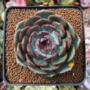 Echeveria Agavoides 'Black Eyes' 2" Succulent Plant