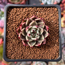 Echeveria Agavoides 'Black Cat' 1" Succulent Plant