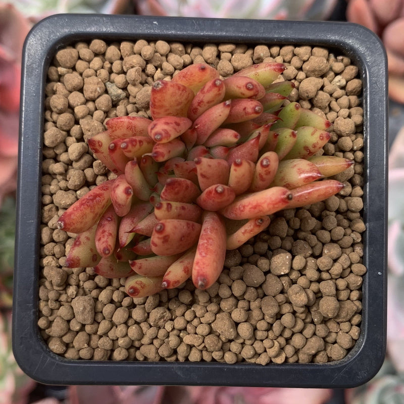 horn succulent Echeveria Agavoides 'Elk Horn' Crested 1"-2" Succulent Plant – True Succulents Plant Co