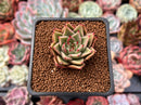 Echeveria 'Cello' 1" Succulent Plant