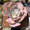 Echeveria 'Lilacina' Marble Variegated 2"-3" Succulent Plant