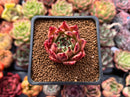 Echeveria Agavoides 'Sarabony' 1" Succulent Plant