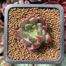 Echeveria 'Casio' 1" Succulent Plant