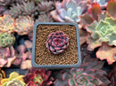 Echeveria 'Honky' 1" Small Succulent Plant