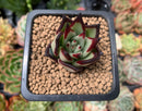 Echeveria Agavoides 'Casio' 1" Succulent Plant