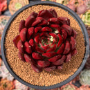 Echeveria Agavoides 'Johnny Walker' 4"-5" Succulent Plant