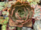 Echeveria 'Longissima' 3"  Succulent Plant