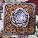 Echeveria 'Sunset' 1" Succulent Plant