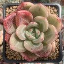 Echeveria 'Pink Champaign' 3" Succulent Plant