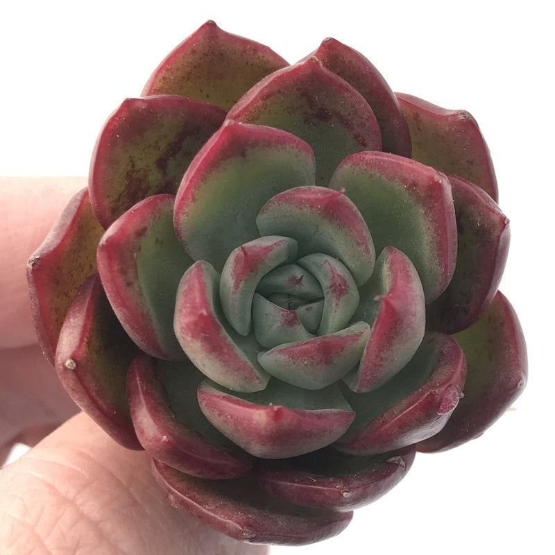 small rosette succulent Echeveria sp. 1" Small Succulent Plant – True Succulents Plant Co